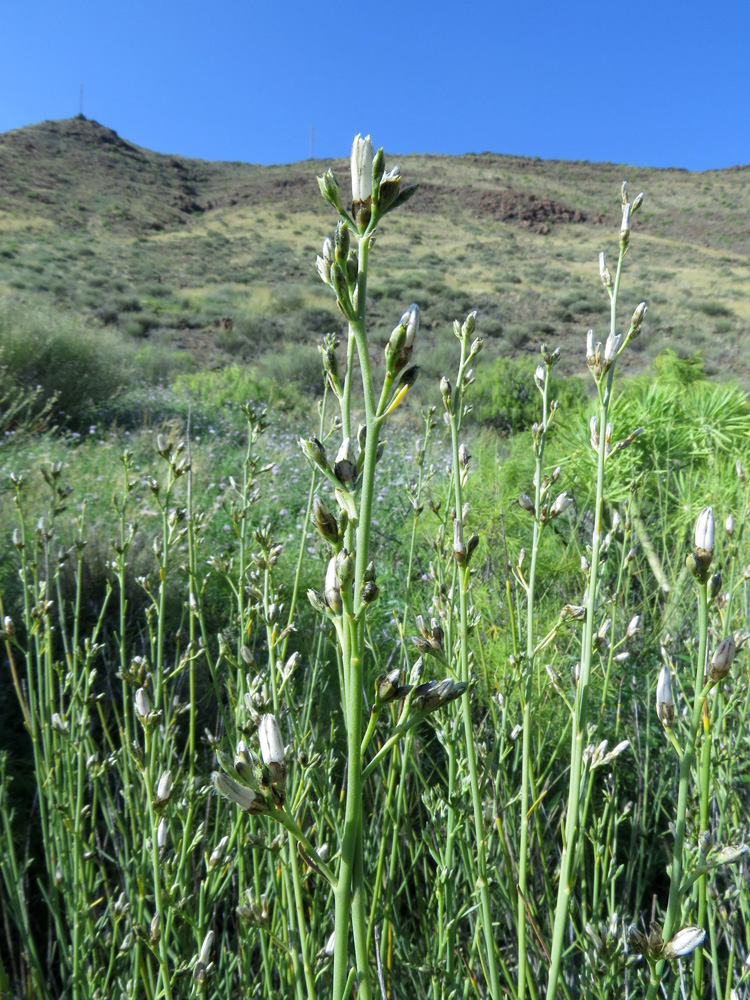 Image of Convolvulus scoparius specimen.