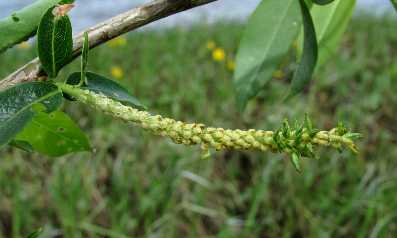 Image of Salix triandra specimen.