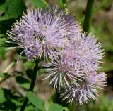 Thalictrum aquilegiifolium. Соцветие. Германия, г. Дюссельдорф, Ботанический сад университета. 04.05.2014.