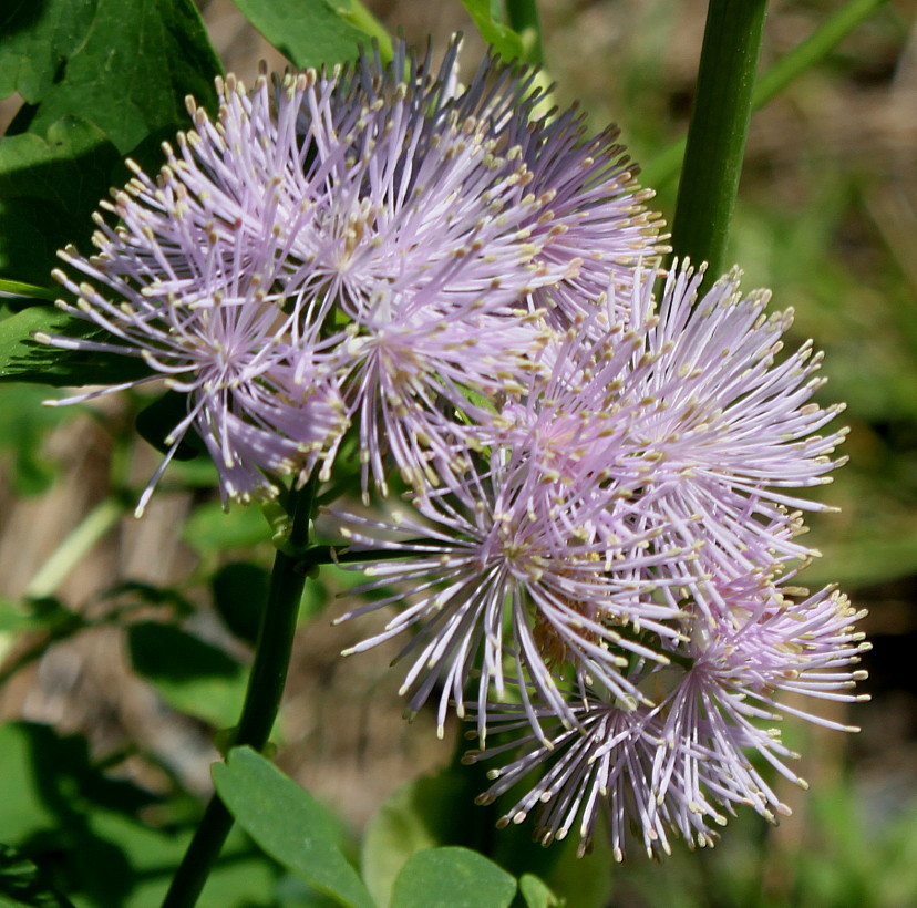 Image of Thalictrum aquilegiifolium specimen.