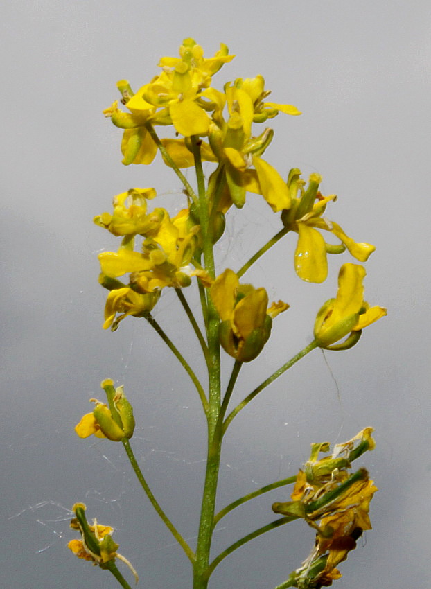 Изображение особи Isatis tinctoria.