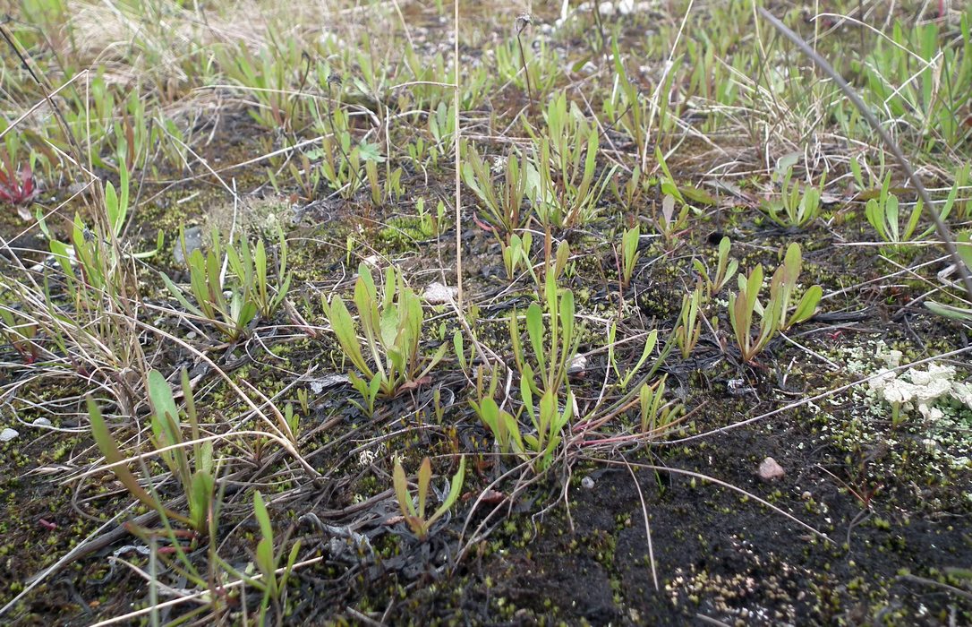 Image of genus Taraxacum specimen.