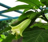 genus Brugmansia