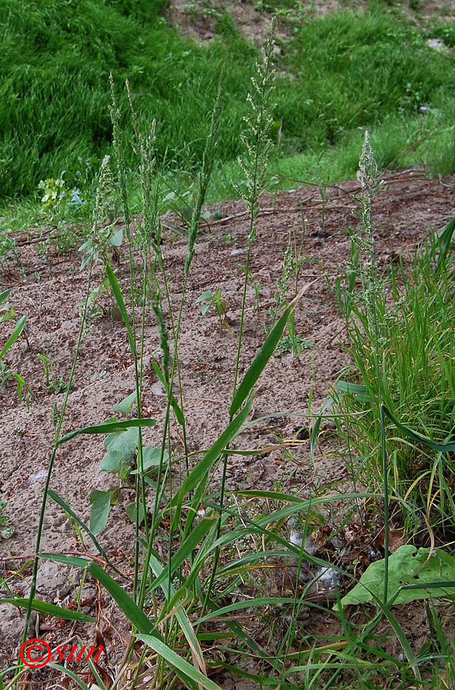 Image of Beckmannia eruciformis specimen.