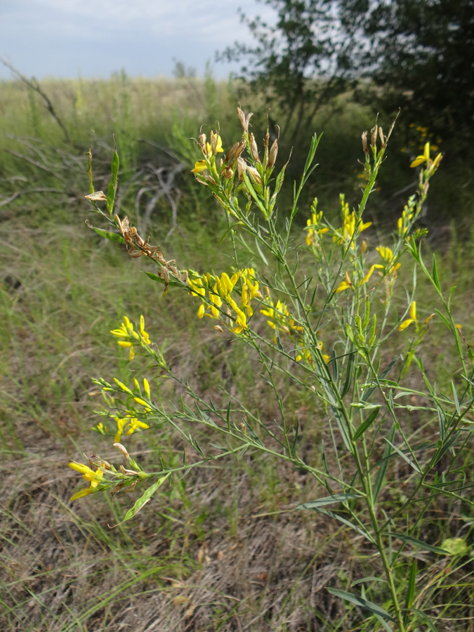 Изображение особи Genista sibirica.