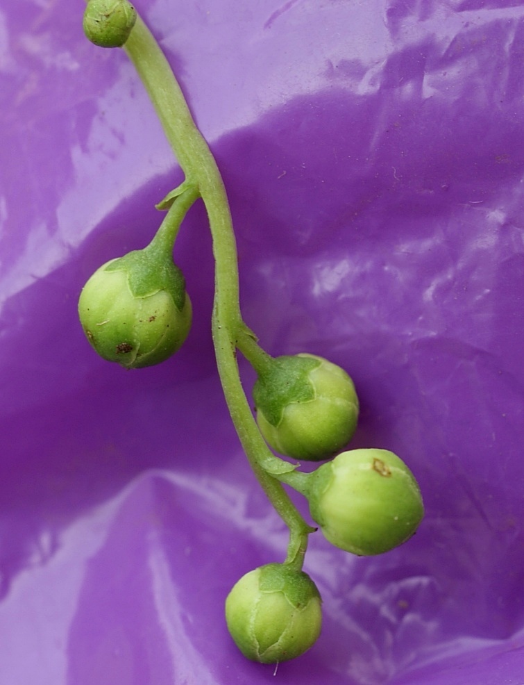 Image of Pyrola renifolia specimen.