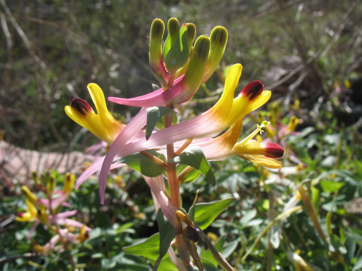 Image of Corydalis ainae specimen.