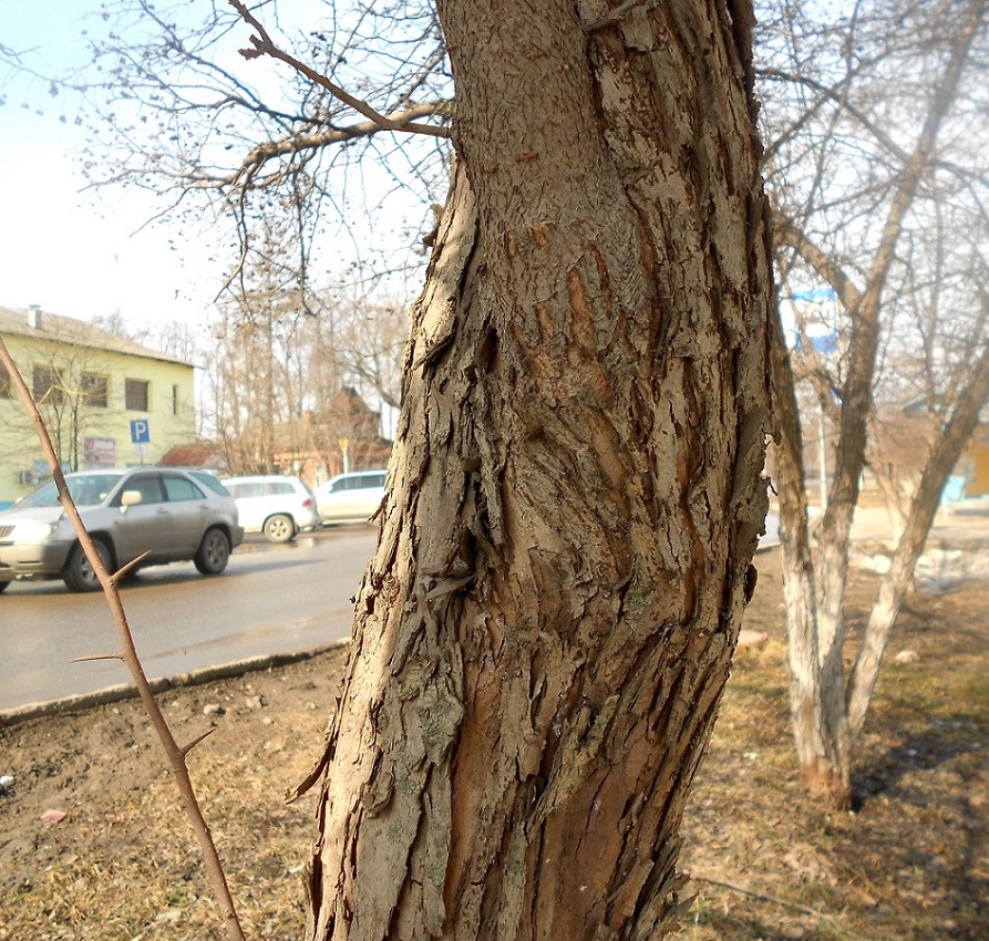 Image of Crataegus rivularis specimen.