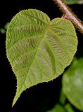 Actinidia chinensis разновидность deliciosa. Молодой лист. Германия, г. Дюссельдорф, Ботанический сад университета. 03.07.2014.