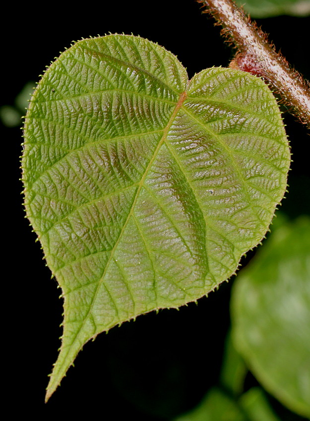 Image of Actinidia chinensis var. deliciosa specimen.