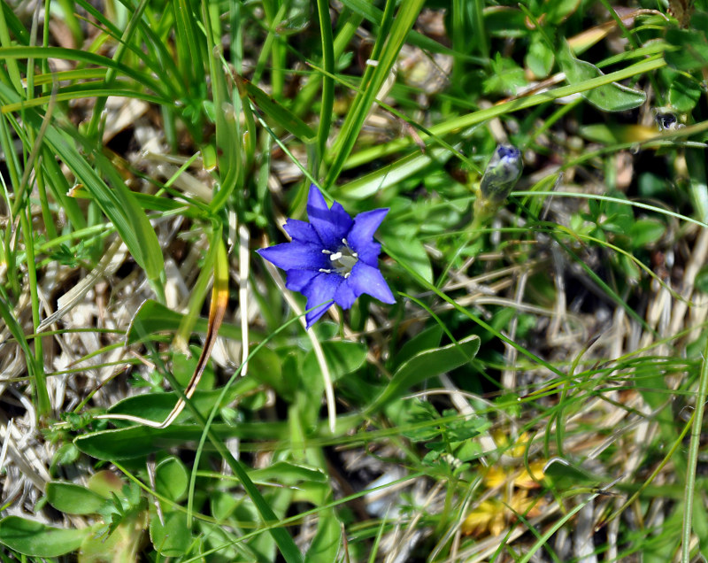 Image of Gentiana dshimilensis specimen.