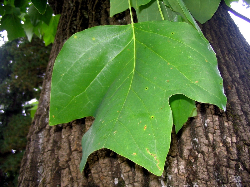 Image of Liriodendron tulipifera specimen.