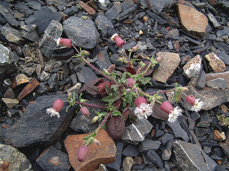 Image of Oberna lacera specimen.