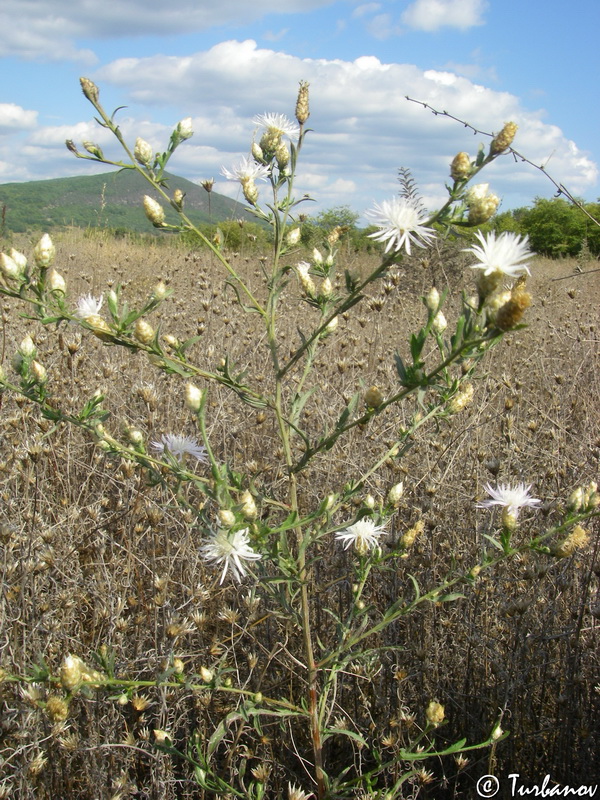 Изображение особи род Centaurea.