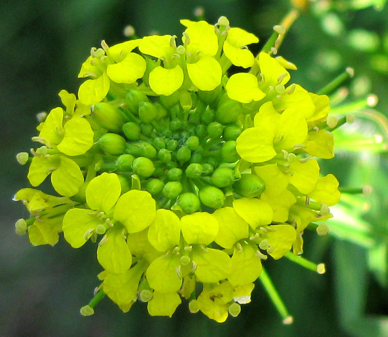 Изображение особи Sisymbrium loeselii.