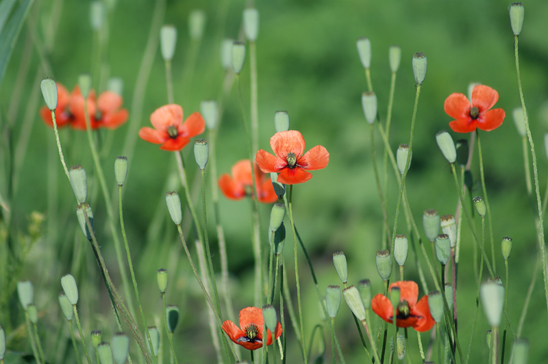 Image of Papaver laevigatum specimen.