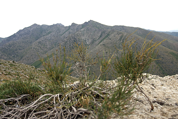 Image of genus Ephedra specimen.