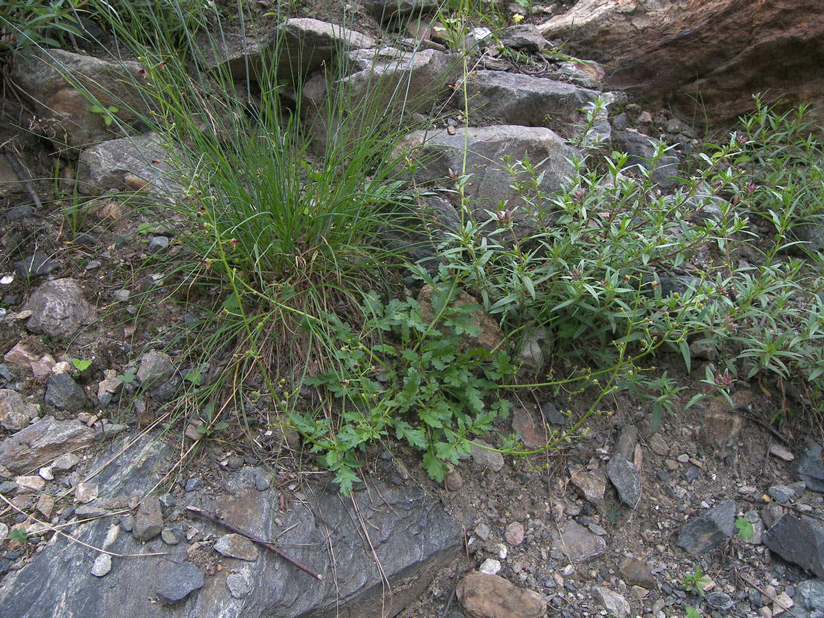 Image of Scrophularia olympica specimen.