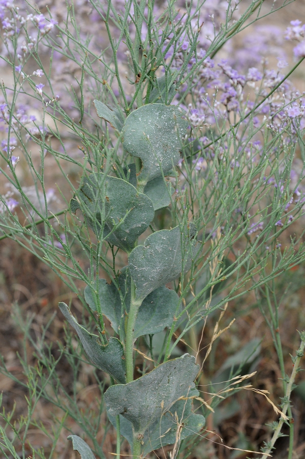 Image of Limonium popovii specimen.