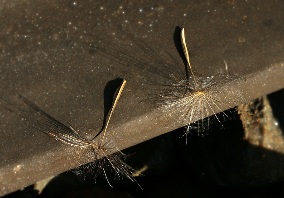 Image of Tragopogon orientalis specimen.