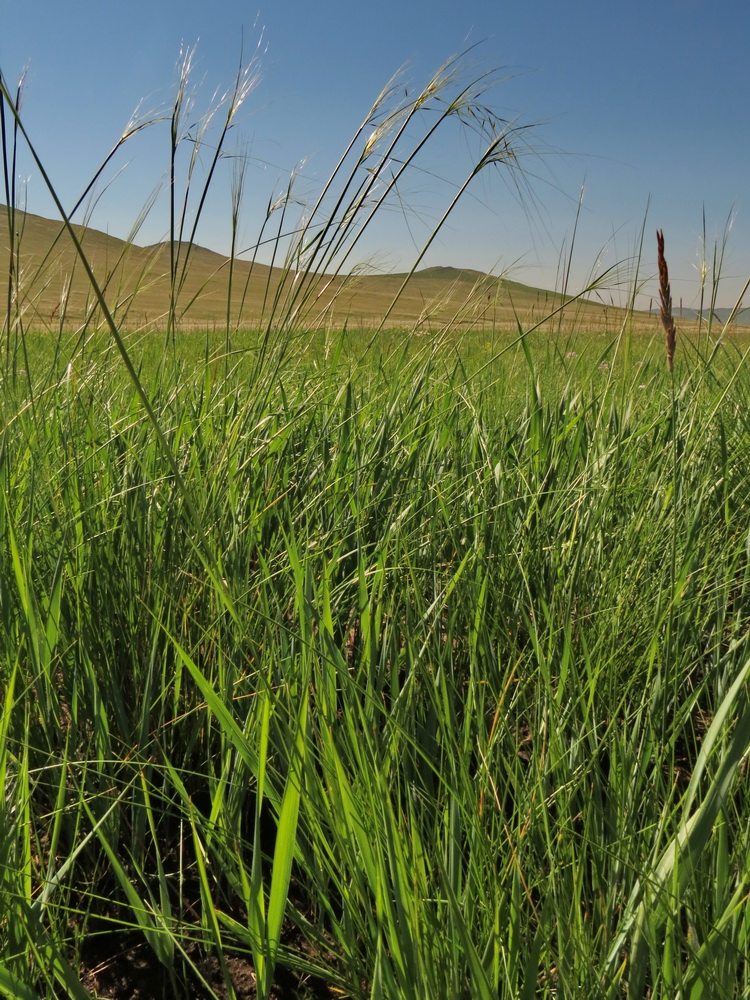 Изображение особи Stipa krylovii.