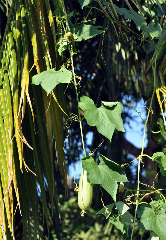 Изображение особи Luffa aegyptiaca.