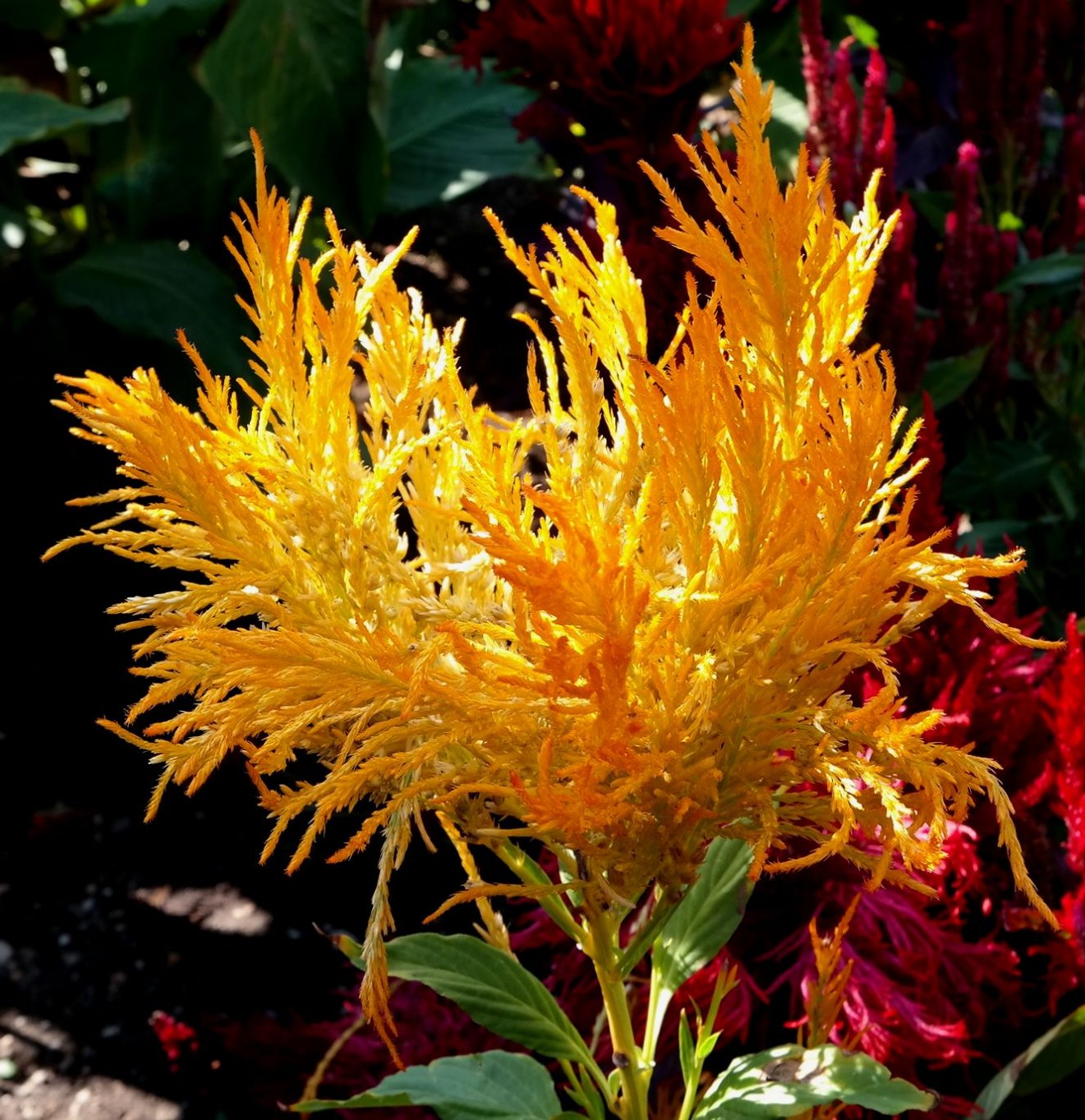 Image of Celosia argentea specimen.