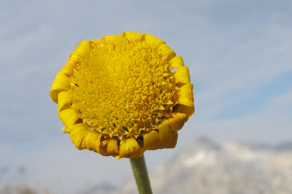 Изображение особи Anthemis marschalliana ssp. pectinata.