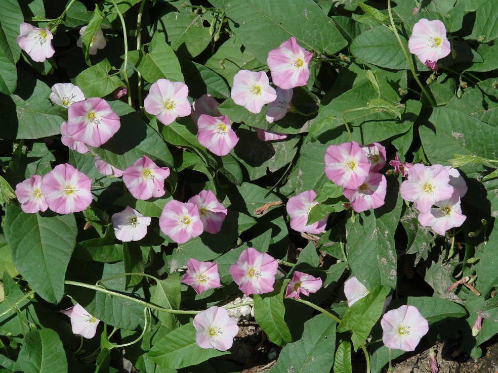 Image of Convolvulus arvensis specimen.