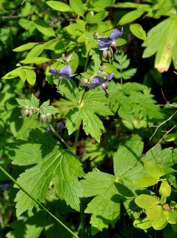 Image of Geranium platyanthum specimen.