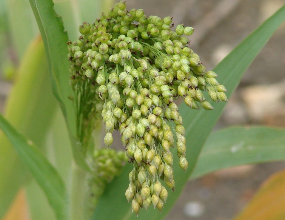 Image of Panicum miliaceum specimen.