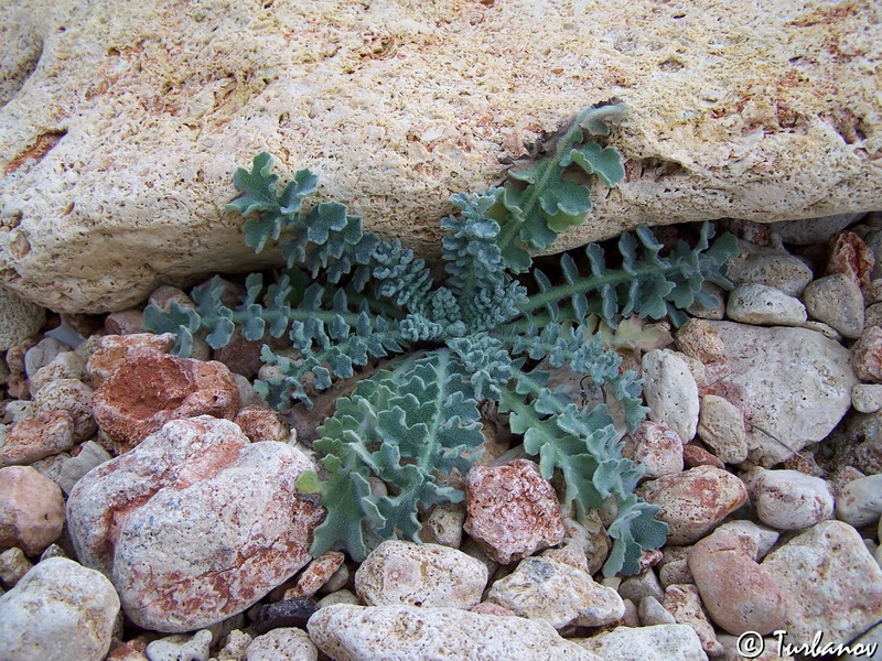 Image of Glaucium flavum specimen.