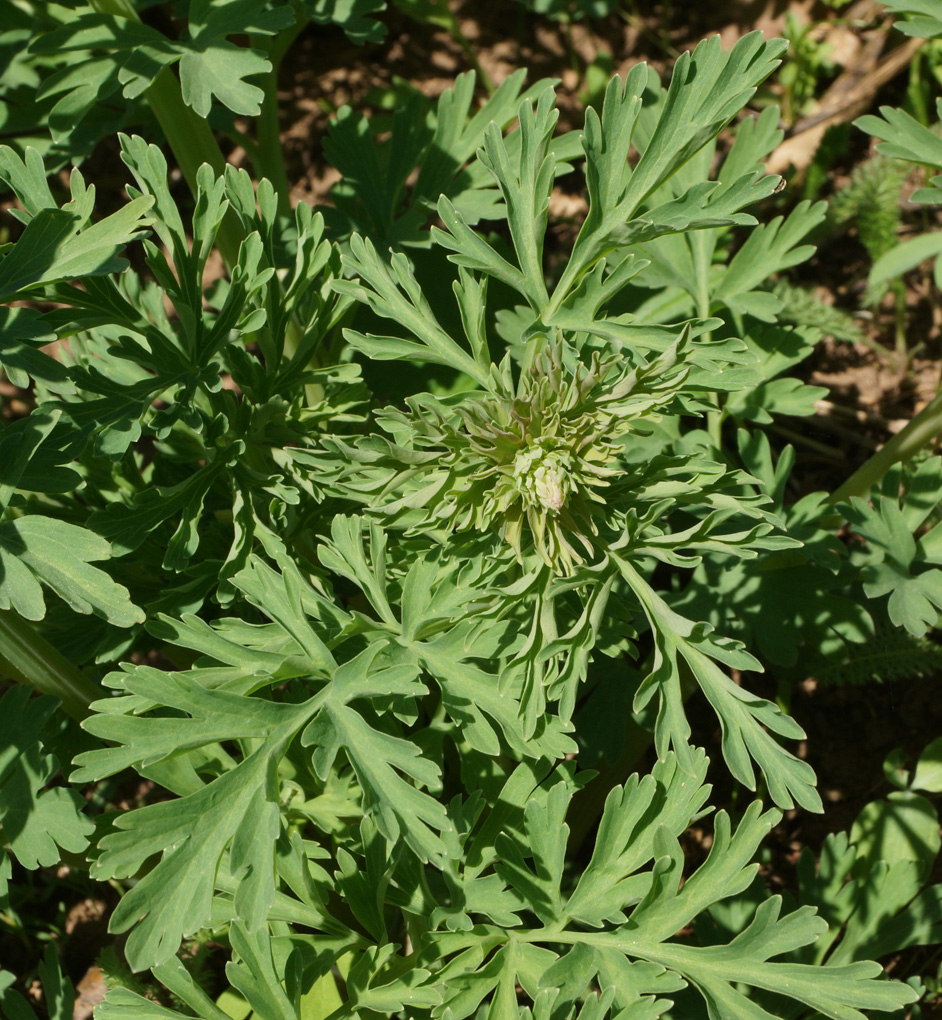 Изображение особи Corydalis nobilis.