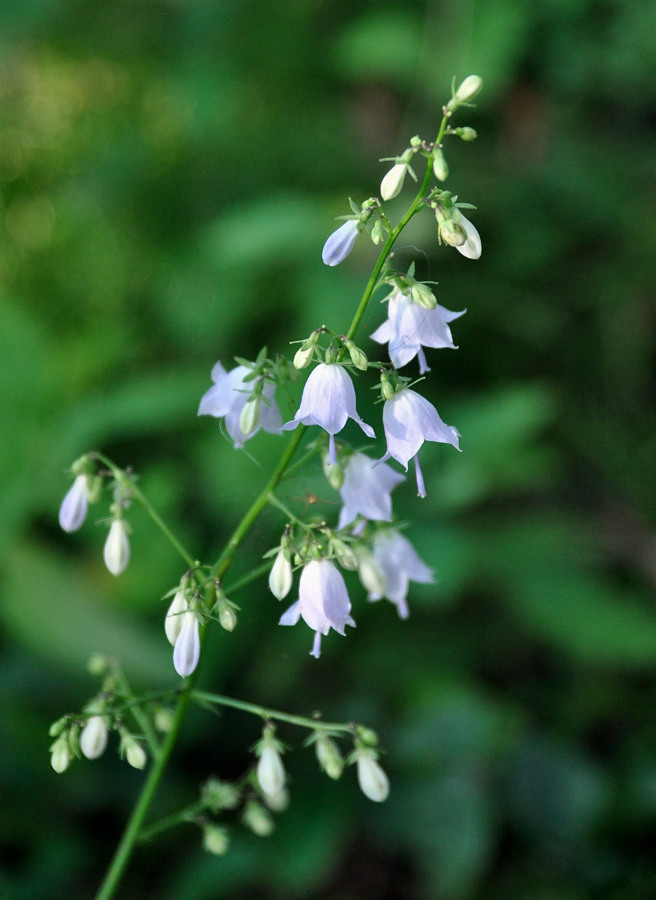 Image of Adenophora pereskiifolia specimen.