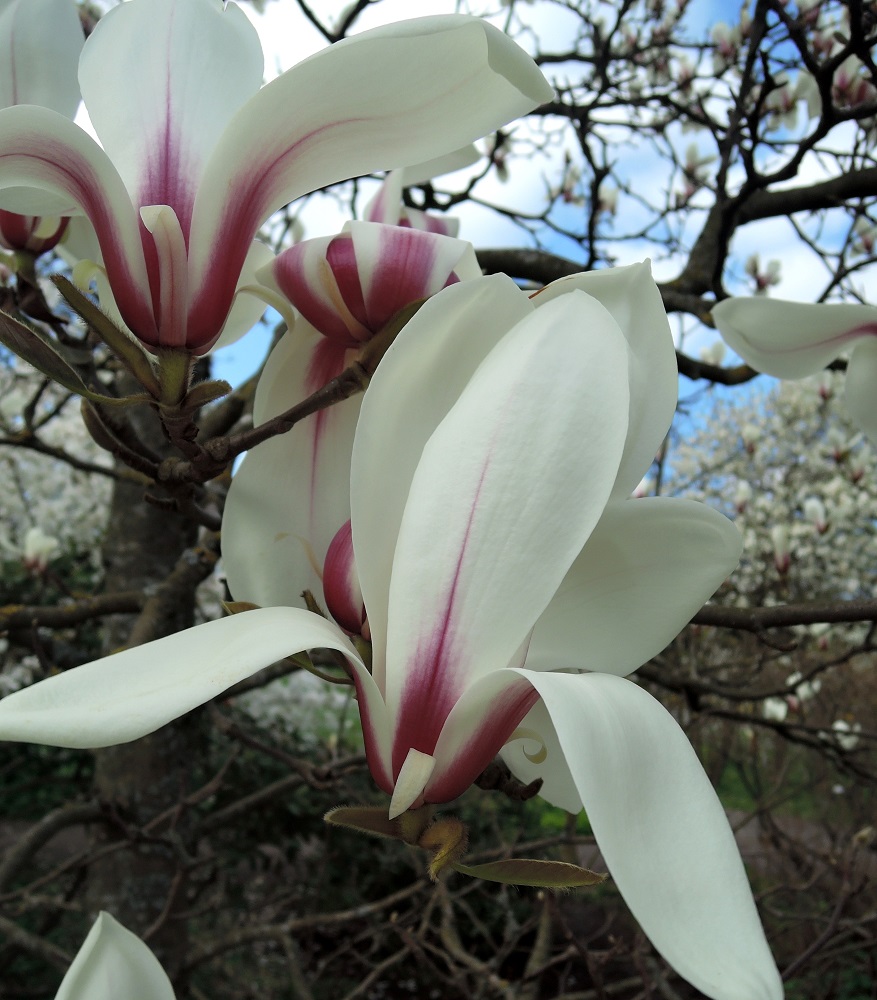 Image of Magnolia cylindrica specimen.