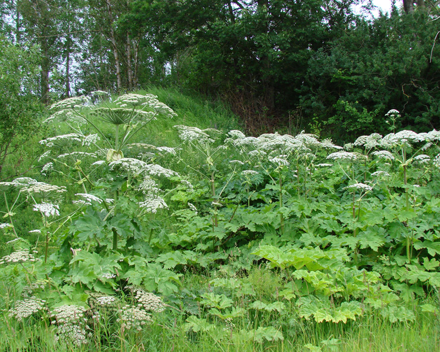 Изображение особи Heracleum sosnowskyi.