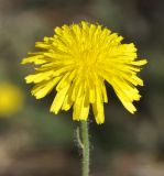 genus Crepis