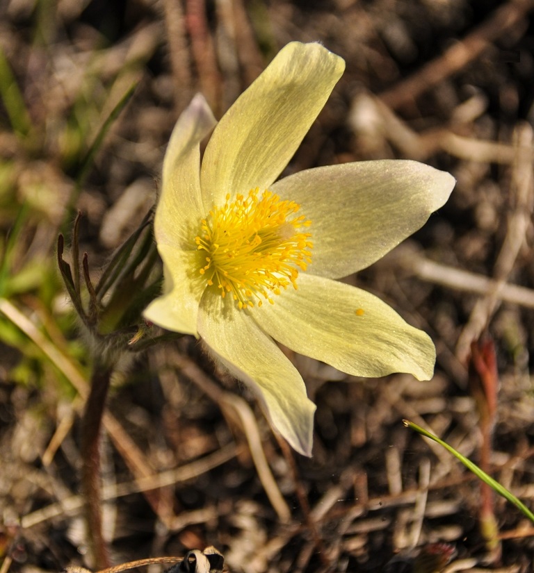 Image of Pulsatilla orientali-sibirica specimen.