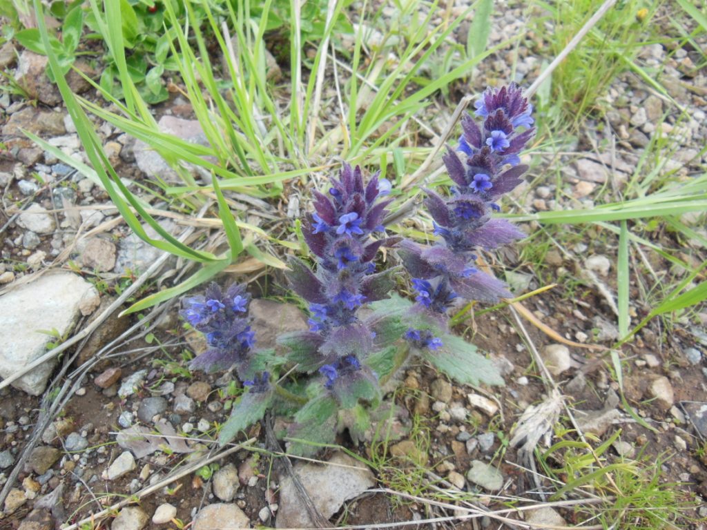 Image of Ajuga orientalis specimen.