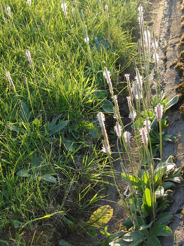 Image of Plantago media specimen.