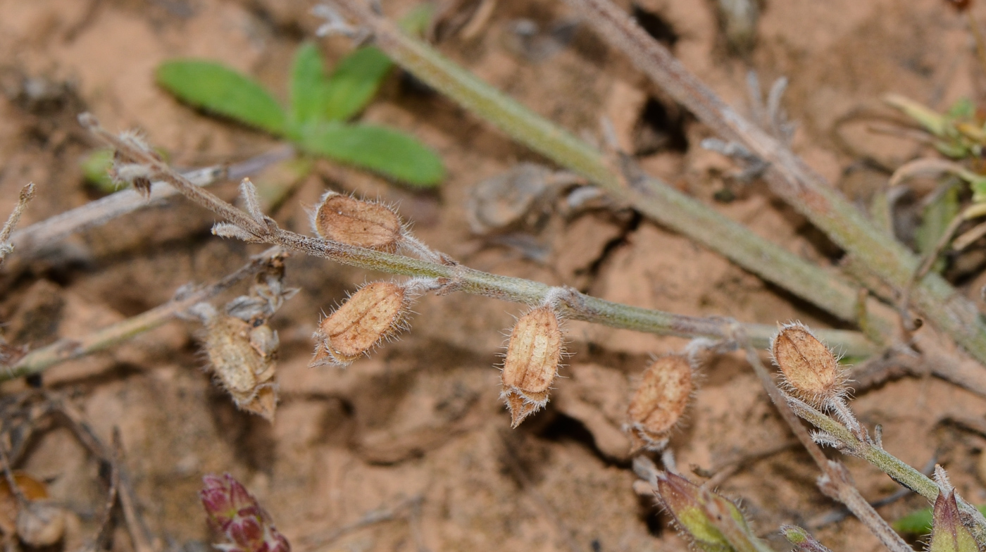 Изображение особи Salvia aegyptiaca.