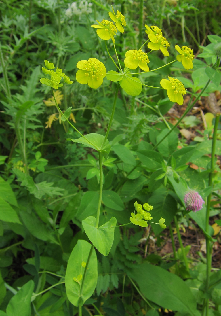 Image of Bupleurum longifolium ssp. aureum specimen.