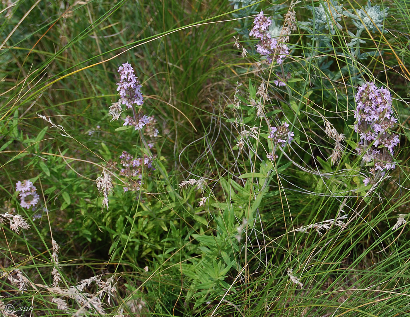 Изображение особи Thymus marschallianus.