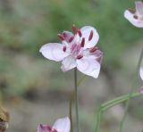 Butomus umbellatus