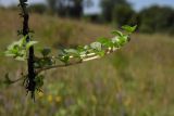 Mentha pulegium. Нижняя часть растения. Республика Адыгея, г. Майкоп, восточная окраина города, луг. 30.07.2016.