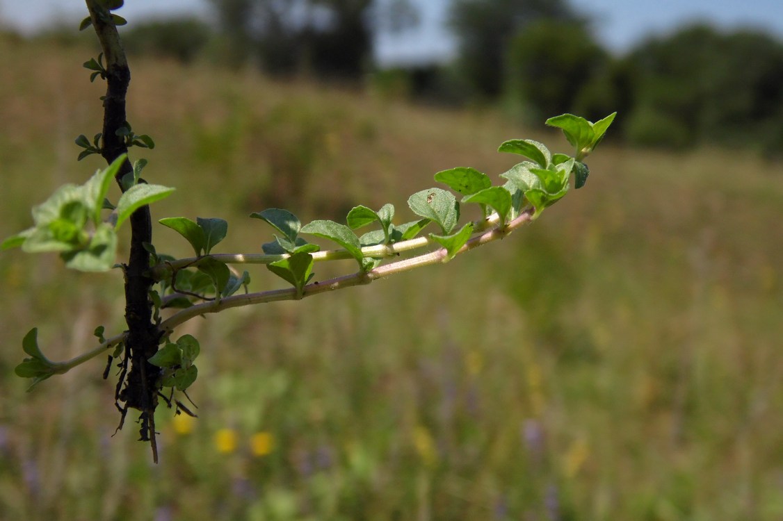 Image of Mentha pulegium specimen.