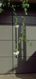 Cordia parvifolia