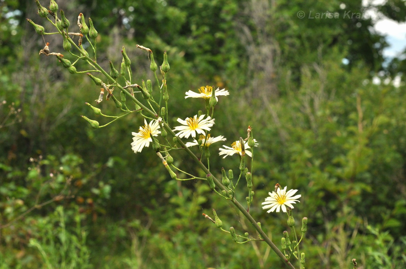 Image of Lactuca indica specimen.