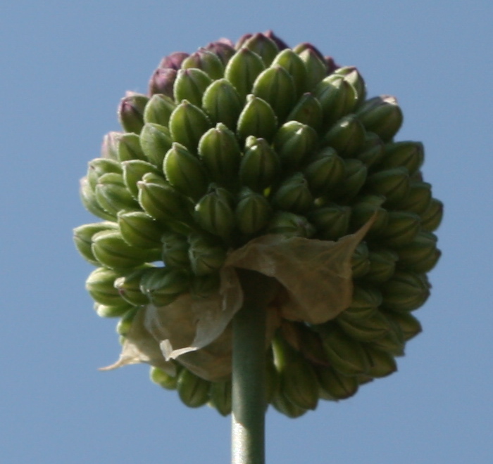 Image of Allium sphaerocephalon specimen.