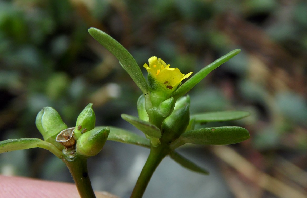 Image of Portulaca oleracea specimen.